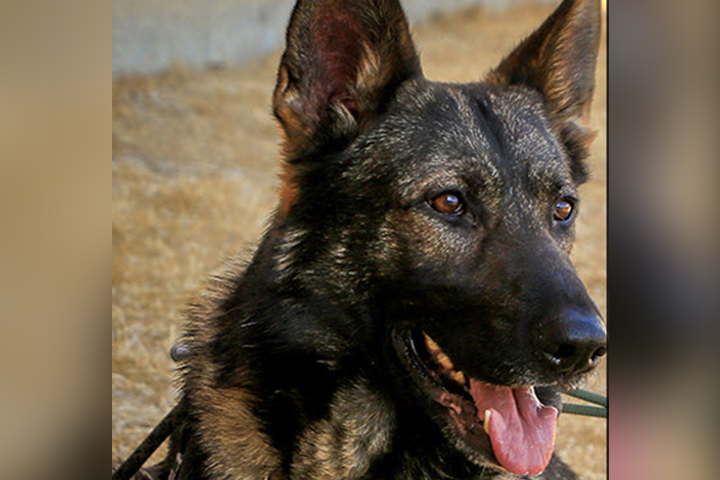 Jester, a German Shepard with the Calgary Police K9 Unit, has returned to work.
