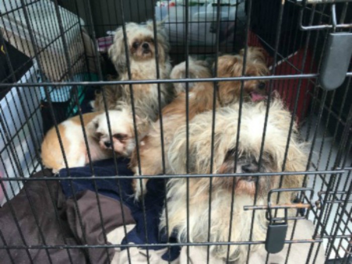 A photo of the dogs seized from the home of Duncan Sinclair .