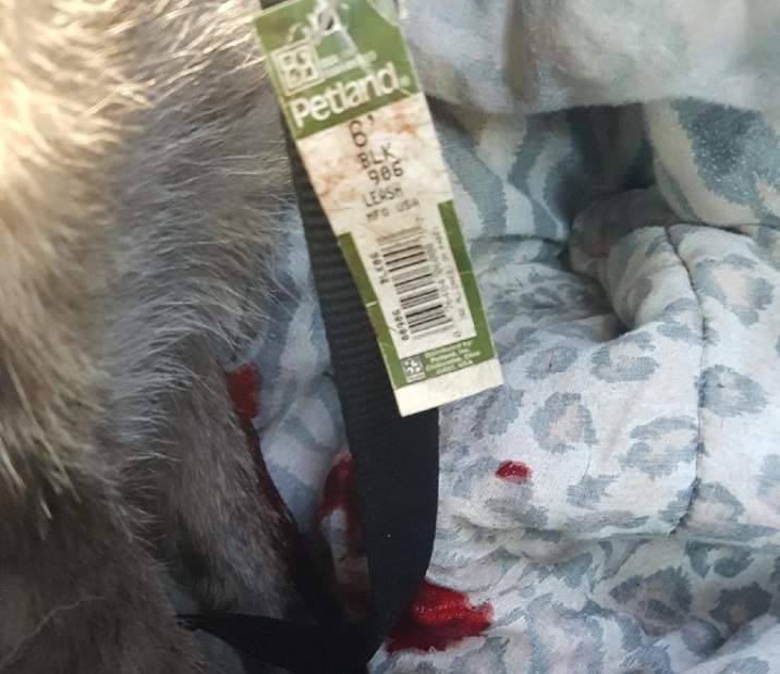 Charges pending after dog dragged behind car on Alberta highway ...