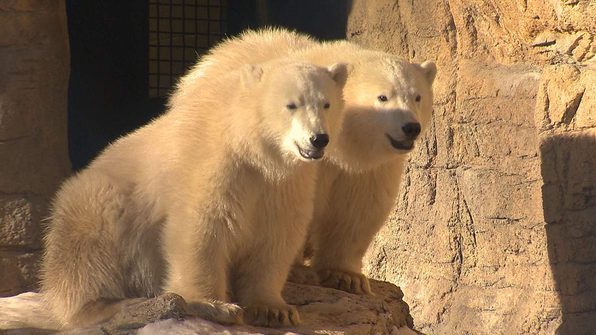 Eli arrived to the zoo as a cub with his brother in October 2015.