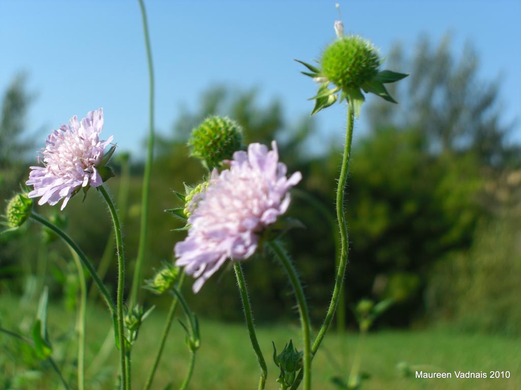 Field scabious is a noxious weed that chokes out other plants.