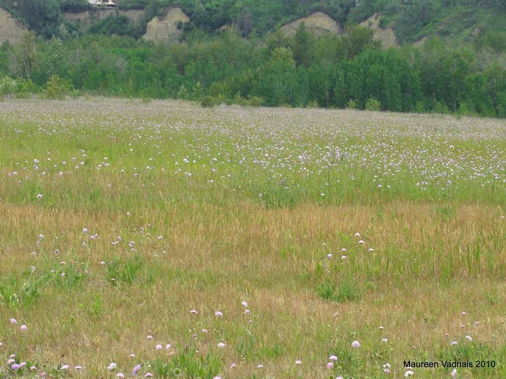 Field scabious is a noxious weed that chokes out other plants.