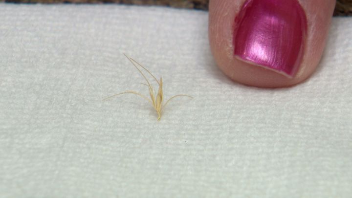 Foxtail seeds are found at the top of the plant and have sharp points that are designed to penetrate the soil after coming loose.