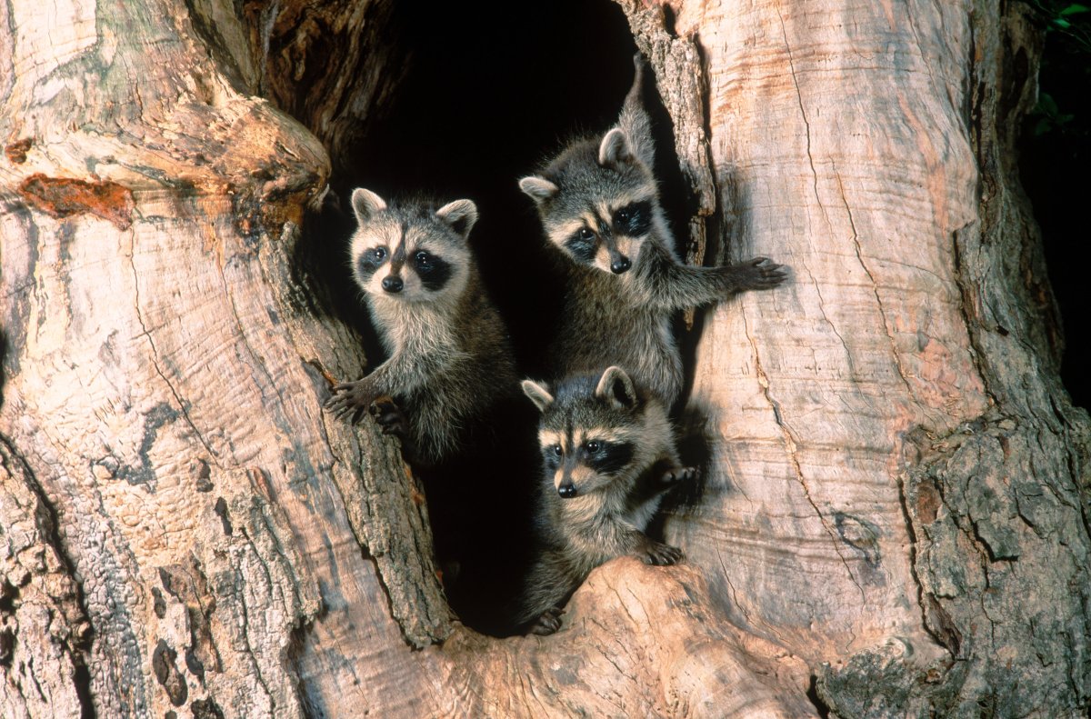 Today we spoke with Crystal Faye, Animal Care Coordinator at Procyon Wildlife Centre, about raccoon rescues in the GTA.