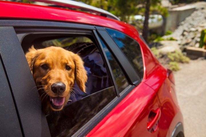 Travelling with your pet? Here's how to make sure it's a smooth trip.