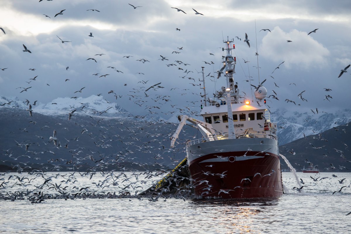 FILE - A fishing boat collecting it's net which is full of herring. Sea gulls hover around ready to pounce on the herring being brought up by the nets.