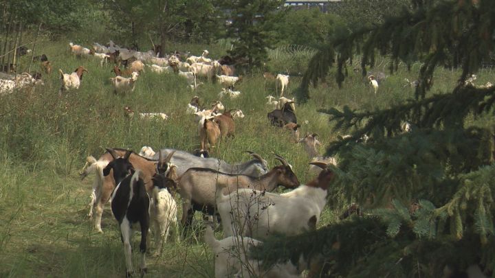 Goats are being used at Rundle Park in Edmonton to combat noxious weeds.