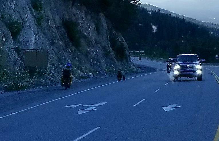 Quick-thinking Drivers Save Cyclist From Possible Bear Attack On B.C ...