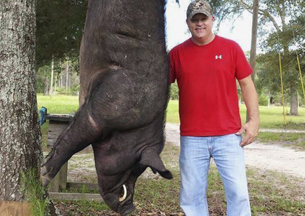In this Tuesday, July, 11, 2017, photo provided by Wade Seago, the taxidermist stands next to a dead hog in Samson, Ala. Seago shot and killed the 820-pound animal with his .38-caliber handgun and plans to mount the head and shoulders.