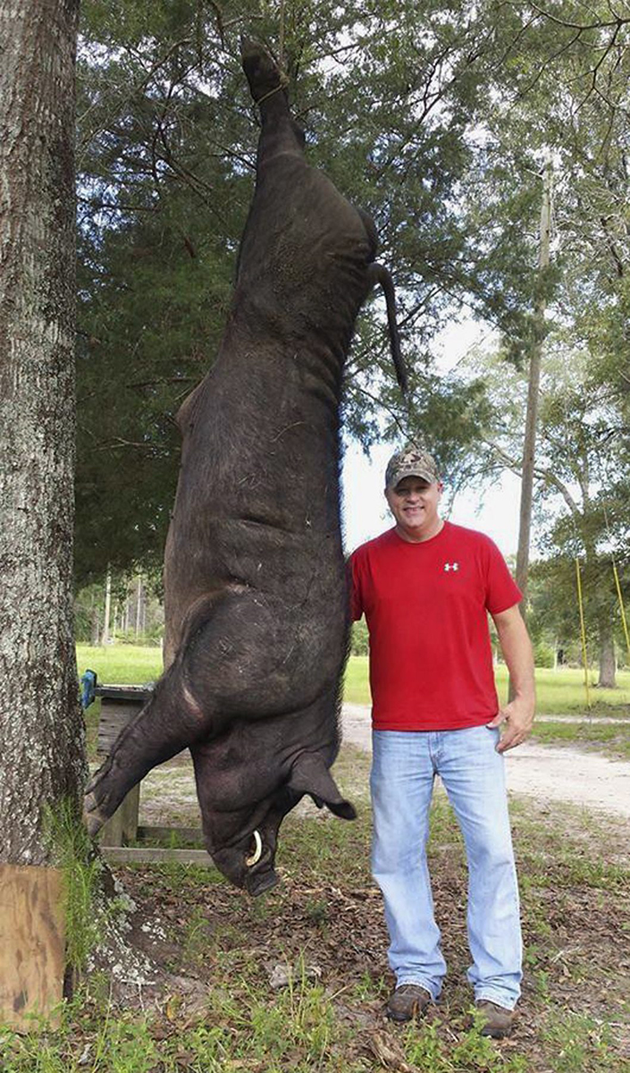 Alabama man shoots 820pound hog in front yard National Globalnews.ca