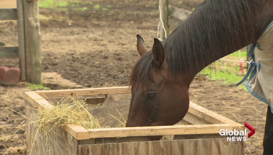 Eight horses were found living in manure by Ontario SPCA investigators.