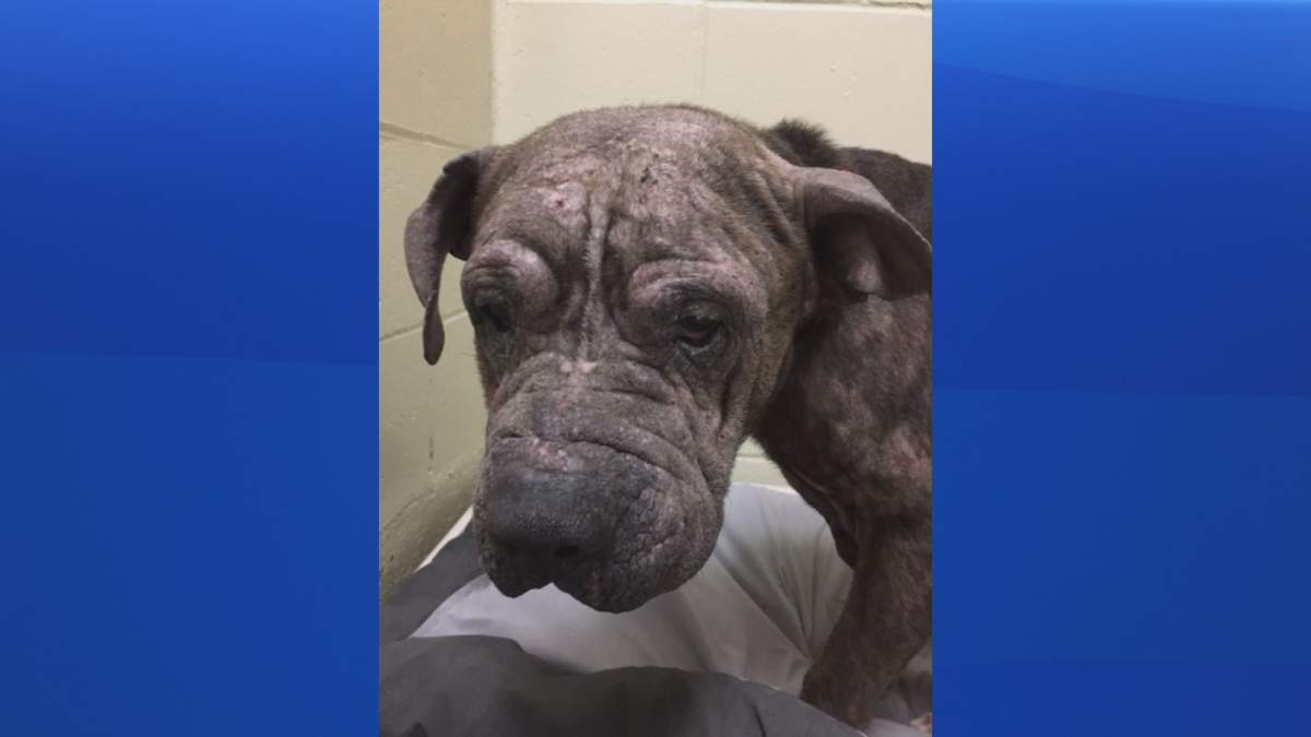 Dog euthanized, N.S. woman convicted of animal cruelty after SPCA ...
