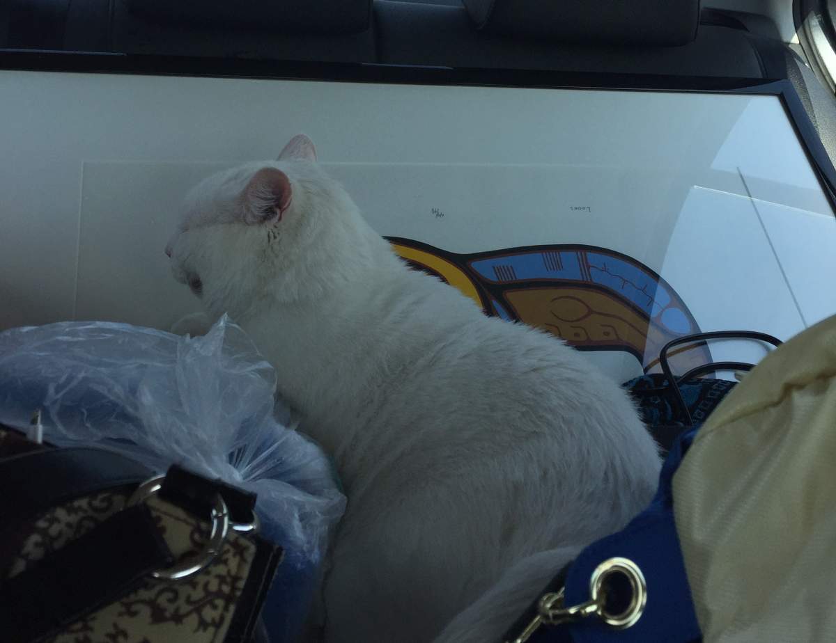 Scott and Hohmann’s cat and a few belongings packed in the back of their car as they fled Fort McMurray last year.