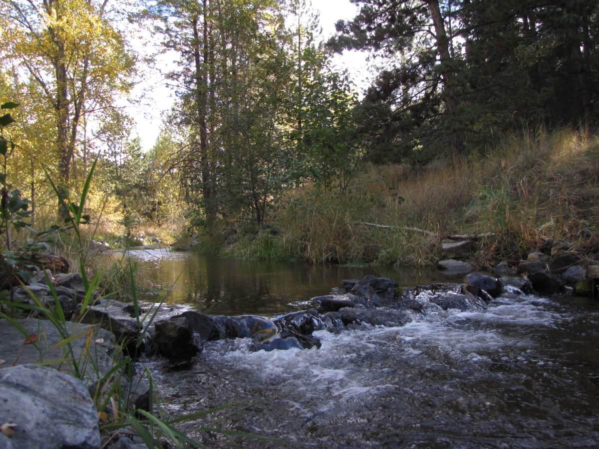 Cleanup to begin on important kokanee spawning beds in Kelowna - image