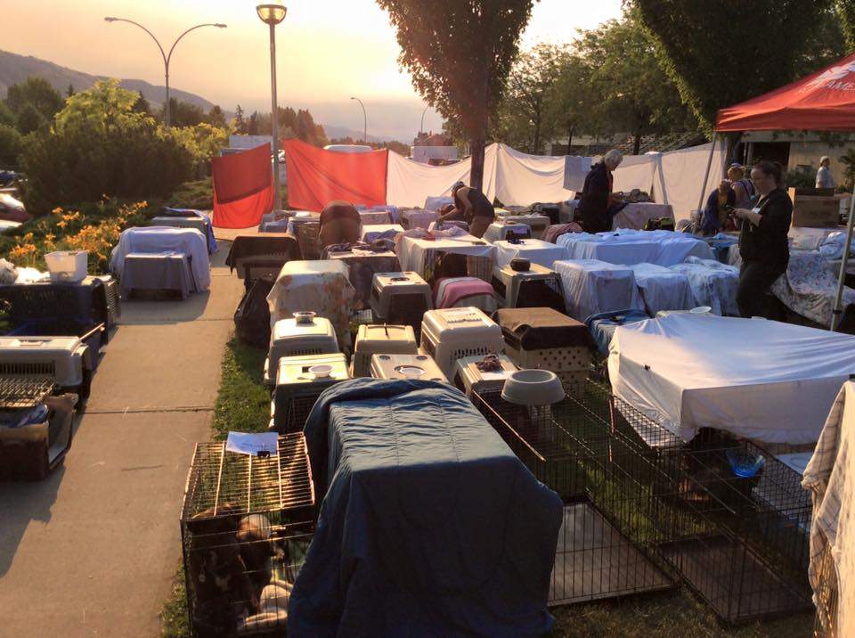 The Four Paws Food Bank is helping coordinate a makeshift animal shelter outside the Kamloops evacuation centre.