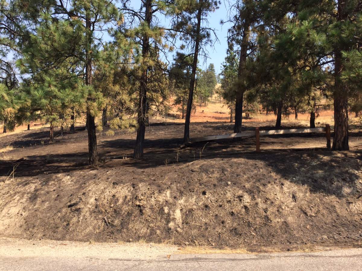 Knox Mountain fire in Kelowna deemed arson - image