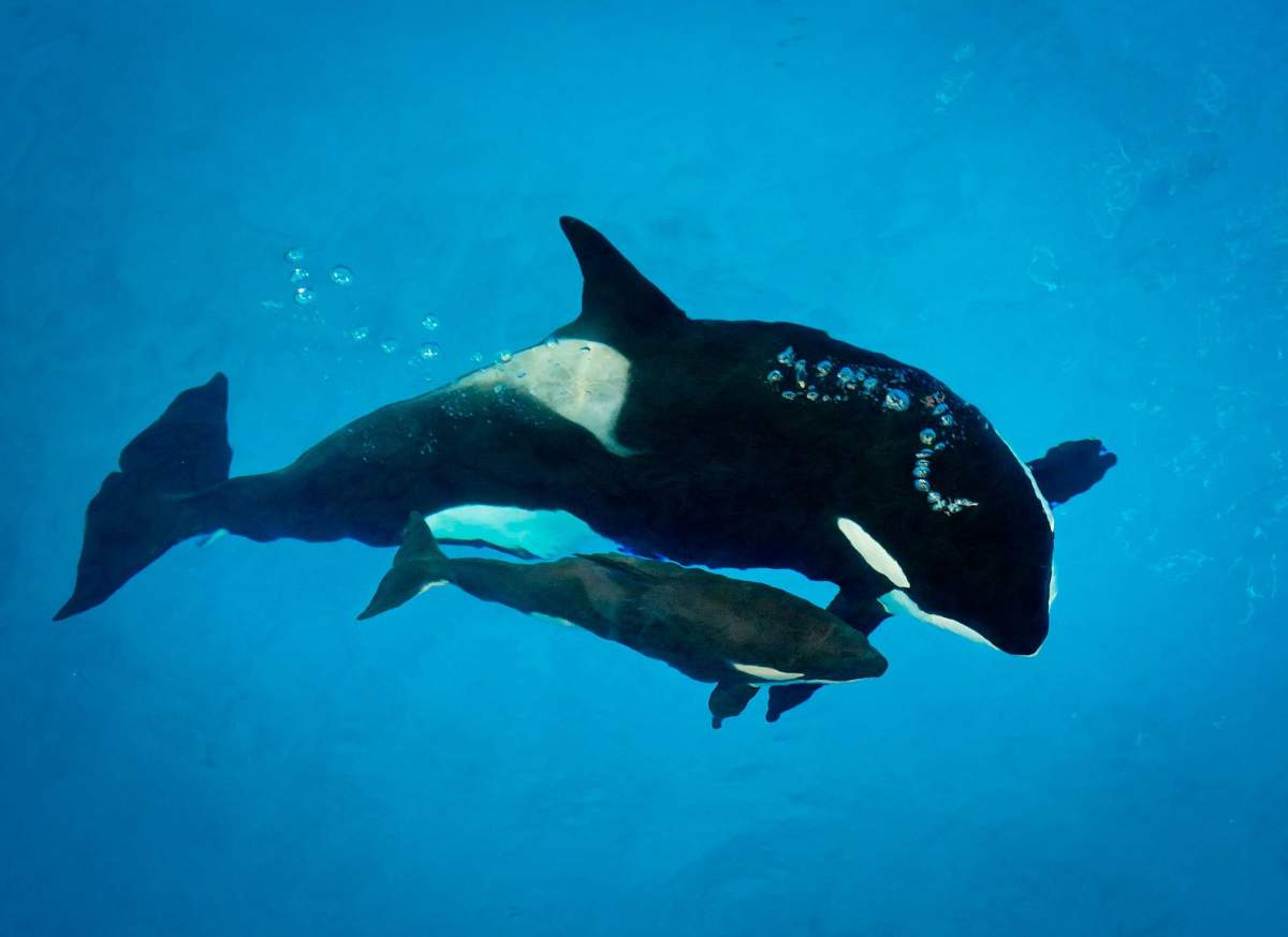Kyara, the last killer whale calf born in captivity at SeaWorld, has died.