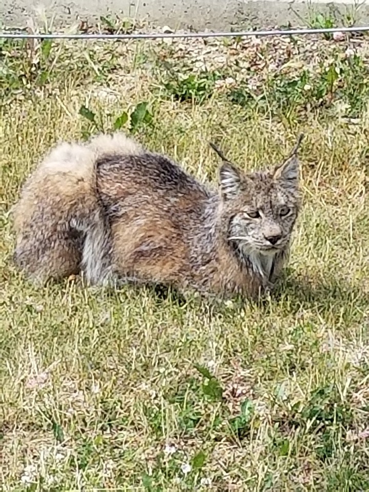 A rare sighting of a lynx in a west end Edmonton neighbourhood on Tuesday July 11, 2017.