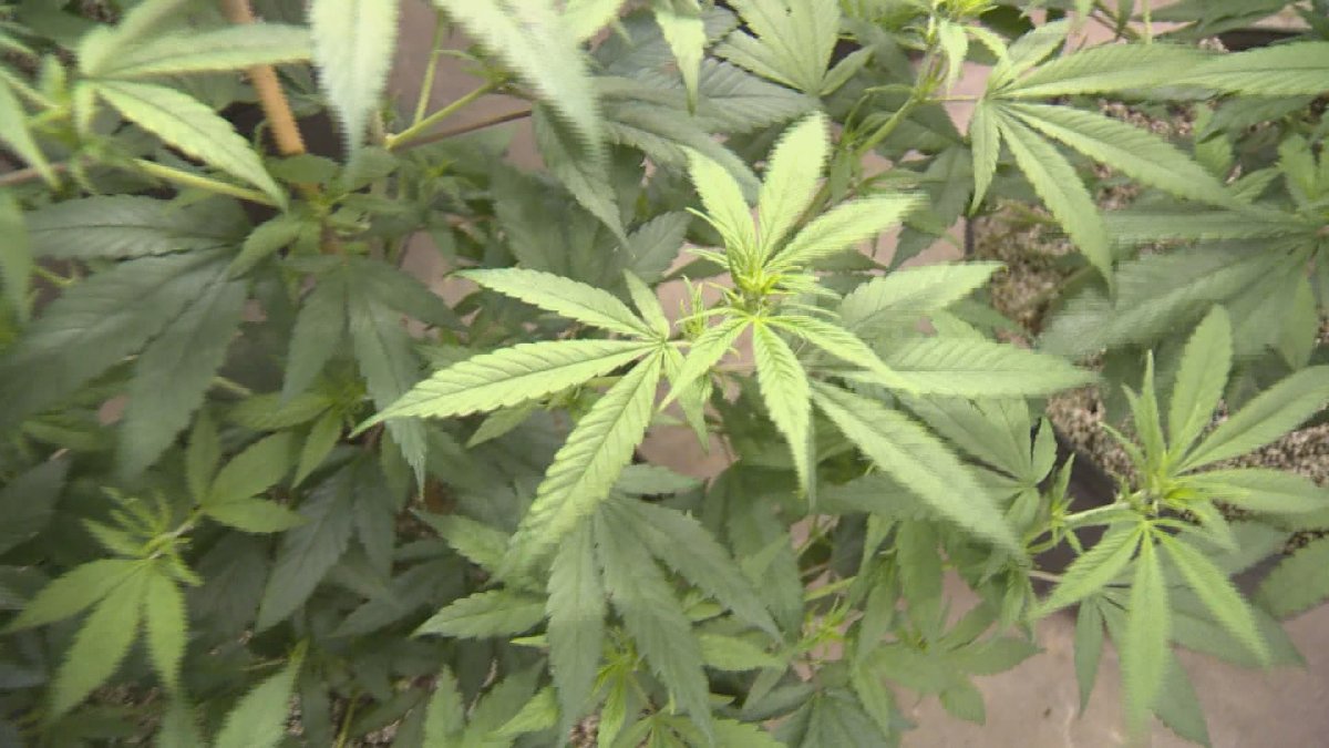 The Manitoba government is reaching out to the public to see who would be interested in providing and selling marijuana once it's legalized.