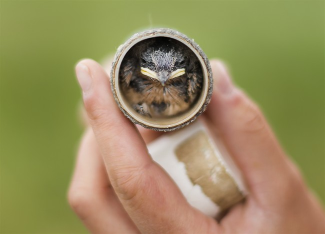 Taylor Brown, Research Technician at Bird Studies Canada weighs a young Barn Swallow in Townsend, Ont., on Wednesday, June 21, 2017. The Ontario Ministry of Infrastructure teamed up with Coke Engineering Group Ltd., and Bird Studies Canada to provide a safe effective nesting shelter for the birds as their population has been rapidly decreasing. 