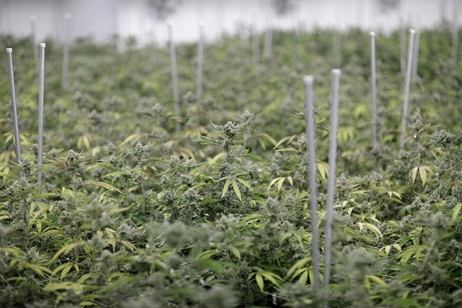 Cannabis executives are worried the current production will not meet consumer demand come next year.