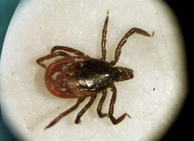A female deer tick seen under a University of Rhode Island microscope in the entomoloy lab in South Kingstown, R.I., Monday March 18, 2002. 