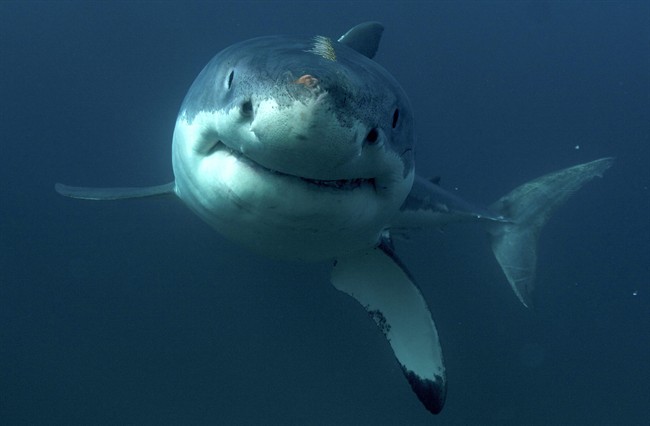 This undated image released by Discovery Channel shows a great white shark.
