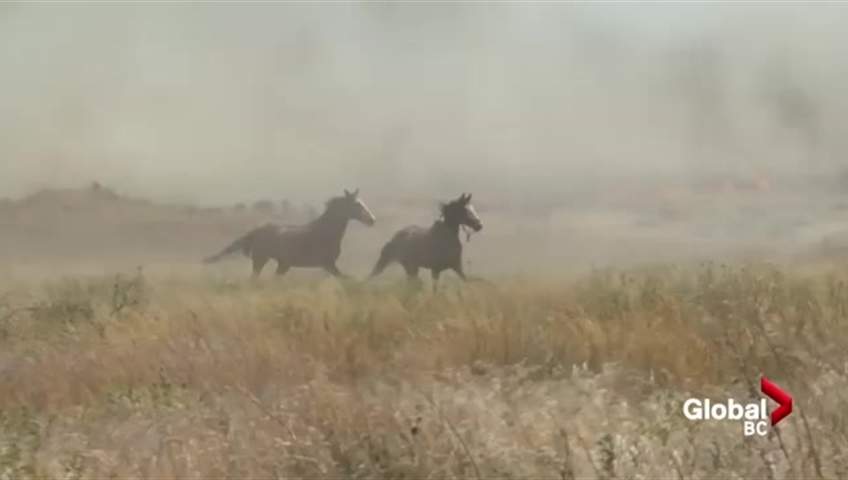 Global BC camera operator Pat Bell captured some images of horses fleeing a wildfire near Ashcroft, B.C. Friday afternoon.