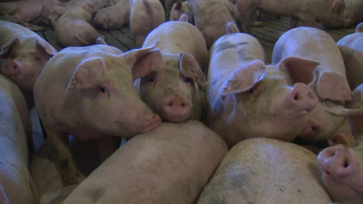 Porcine epidemic diarrhea causes severe dehydration, is easily transmittable and is generally fatal in young pigs.