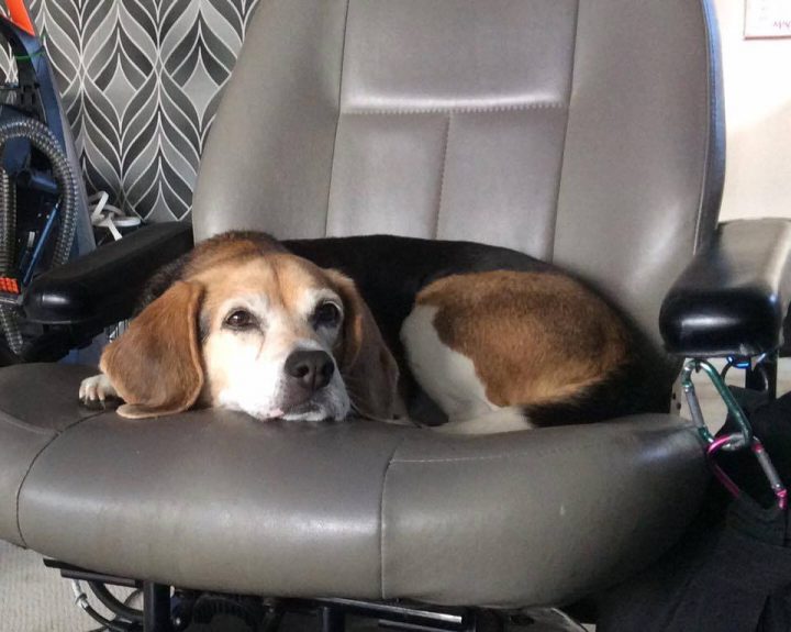 Man facing attempted murder charge after man in wheelchair viciously beaten - image