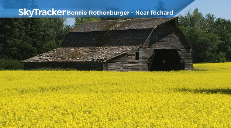 Canola fields are in bloom across central Saskatchewan.