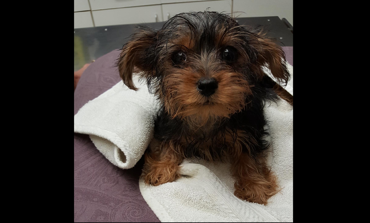 The puppy was brought to a vet after being found in a garbage can outside Lawrence Square.