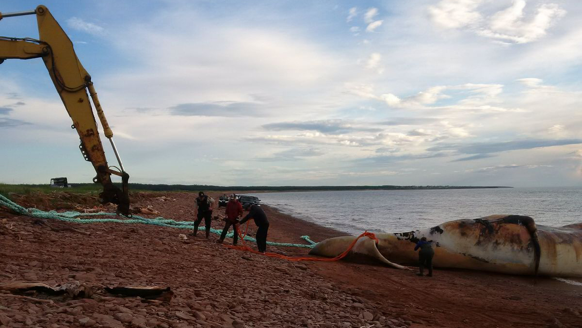 Ministry staff and volunteers tow a dead right whale near Norway, Prince Edward Island on Wednesday, June 28, 2017.