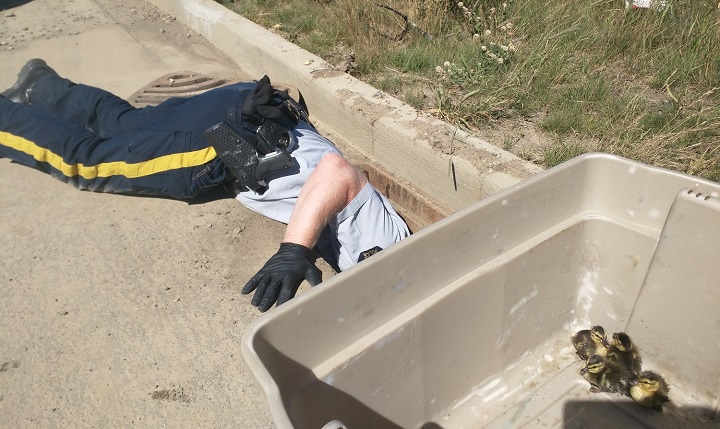 RCMP Const. Tristan Williams in action rescuing the five ducklings from a storm sewer in Fort St. John, B.C. on July 4.