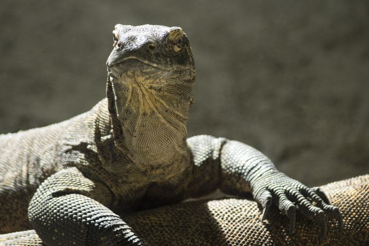 Komodo Dragon sisters Ophelia and Saphira are on loan from the Calgary Zoo to the Edmonton Valley Zoo for the summer.