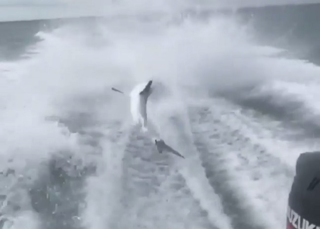 A video circulating on social media shows a shark being dragged behind a fast-moving boat. Florida wildlife officials are investigating.