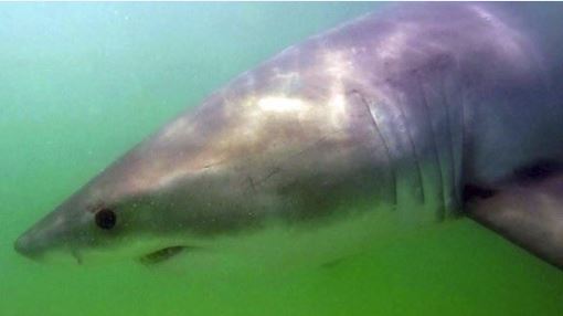 A Great White Shark, affectionatley nicknamed "Pumpkin" has been detected off in Nova Scotia's Minas Basin.