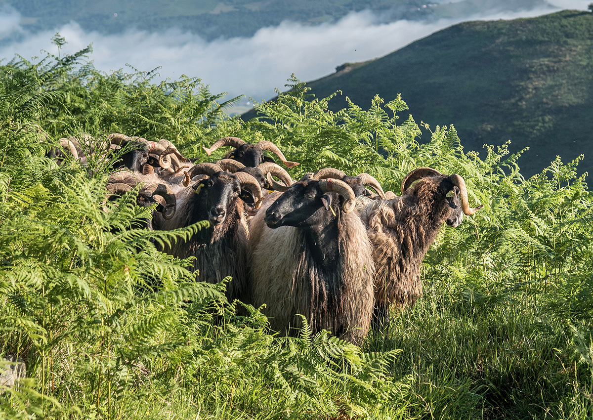 Manech transhumance (black-headed sheep) in the Basque Country, in southwestern France.