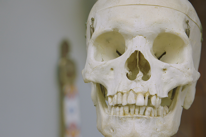 Buy a human skull at one of Canada's biggest oddity shops 