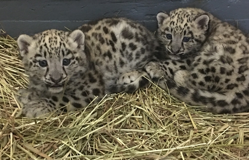 Two of the three snow leopard cubs that were born on May 18 are shown in a photo from Toronto Zoo.