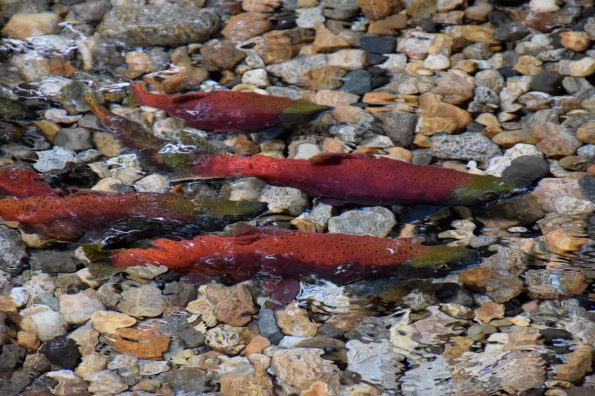 Spawning kokanee land-locked salmon. 