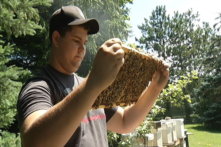 Taking the sting out of bee swarms: The buzz on hive rehabilitation - image