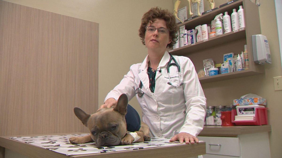 Dr. Jennifer Willans, president of Tails of Help, with a dog at her Calgary clinic.