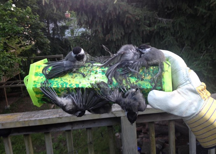 A photograph posted on Facebook appears to show multiple birds killed in a wasp trap.
