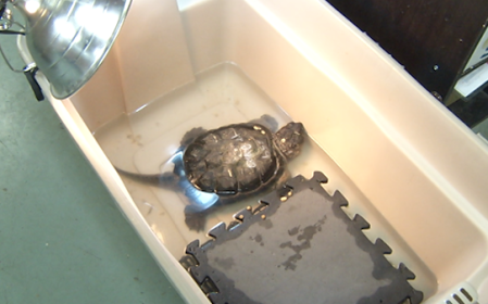 Over 2,000 turtle eggs incubating at Peterborough’s turtle conservatory ...