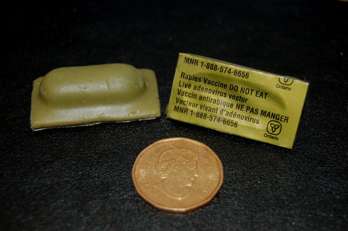 Wildlife rabies vaccine baits being distributed across west side of Toronto - image