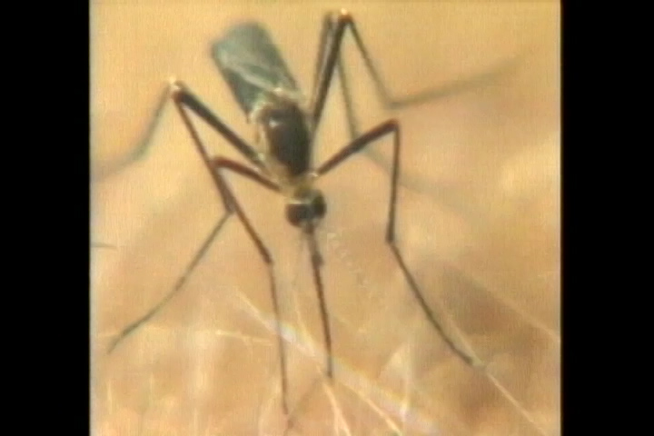 A batch of mosquitoes has tested positive this week for West Nile Virus in Burlington.