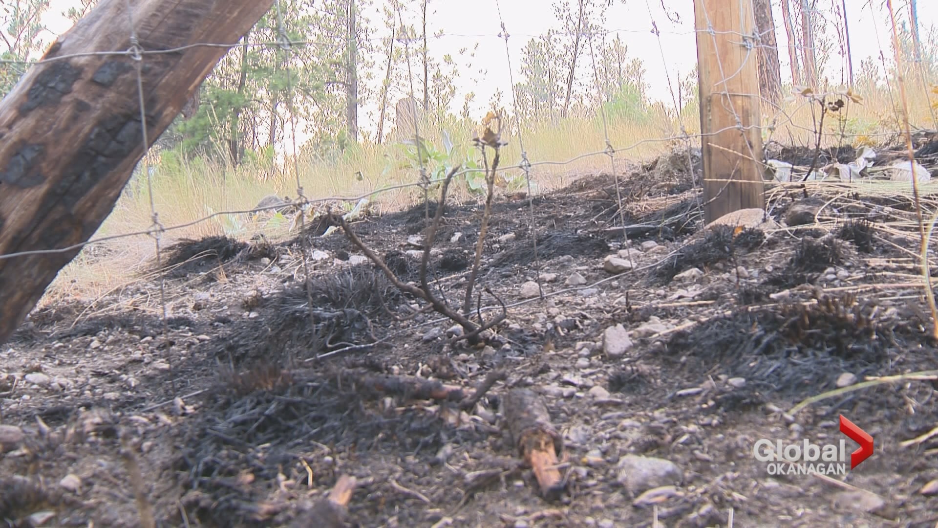 Кметът на Съри Британска Колумбия иска градът да се справи