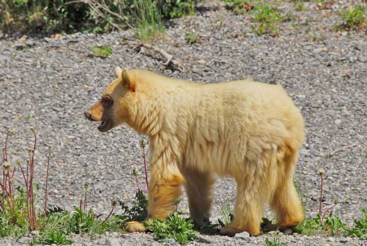 White-Phase Black Bear July 2017 Katie Scott 2