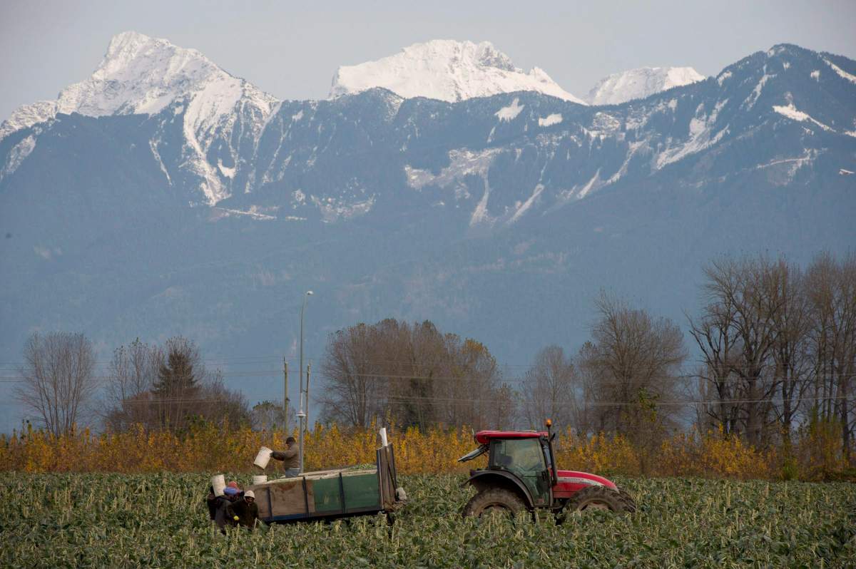 Workers load brussels sprouts on a tractor in a field in Chilliwack, B.C. Monday, Nov. 11, 2013.